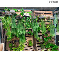 リーフ コウモリランバスケット ブラック LLサイズ 5個入り 282457 1個（直送品）