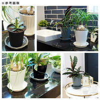 アップルウェアー(園芸) スリット鉢 アップルウェアー スリットオアシス&スタイルプレート 5号 ホワイト 309395 1個（直送品）