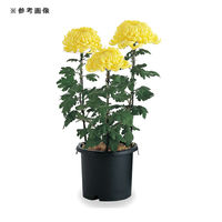 リッチェル プランター 菊鉢 ブラック 10号 63055 1個（直送品）