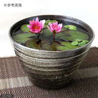 リーフ 睡蓮鉢 国産 手作り睡蓮鉢 益子焼 彩(SAI) 姫睡蓮鉢 炭化 66599 1個（直送品）