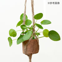 リーフ マクラメプランツハンガー 3~3.5号用 85cm 930572 1個（直送品）
