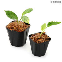 兼弥産業 スリット鉢 KP90 黒 50個入り 102923 1個（直送品）