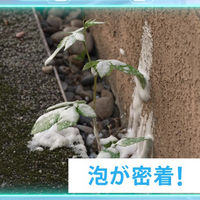 フマキラー 泡の除草王 1000ml 4902424453553 1本（直送品）