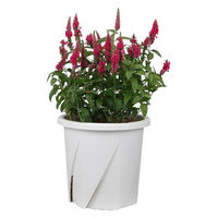 大和プラスチック 根はりポット 21型 4903266731809 1個（直送品）