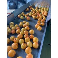 【アウトレット】東亜酒造 蔵出し まろやかあんず酒 1000ml 1セット（6本）