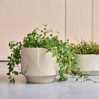 杉田エース D&M タイドポット クリーム D10.5 CWJ956573 1個（直送品）