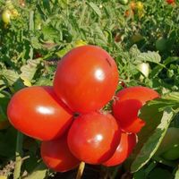 IMCA ラベリンダ トマト缶 カット 400g 1セット（1個×5）ACトレーディング