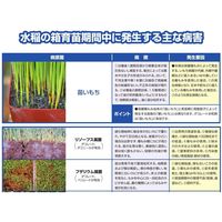 住友化学 ダコレート水和剤 100g #2056772 1袋（直送品）