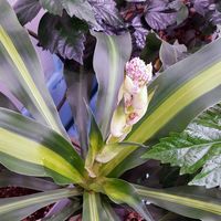 富士倉 植物育成ランプ KY-08W-SC 039992 1個