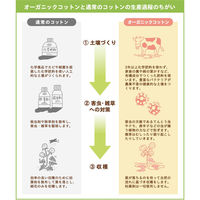 林 フェイスタオル オーガニックコットン ナウアニマル 10枚セット しろくま ベージュ FJ802728（直送品）