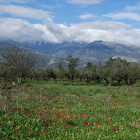 エクストラバージンオリーブオイル　フルーティ1ケース（48本入）  オリジナル