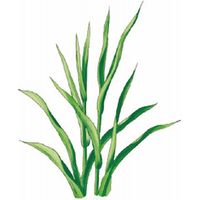 【ギフト包装】 若葉のめぐみ 井藤漢方製薬 2109826 3箱（90袋）（直送品）