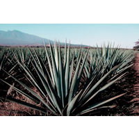 クエルボ　エスペシャル 40度　750ml 1本　正規品 テキーラ