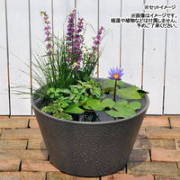 リーフ スイレン鉢 2色セット (グレー・ブラウン) 睡蓮 ハス 2250001874263 1セット（直送品）