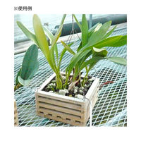 共和開発 着生植物用木枠 四角 M エアープランツ 2250002292448 1個（直送品）