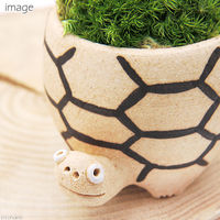 苔を育てる　コケカメくん育成セット　卓上サイズ植物 2250002373284 １セット（直送品）