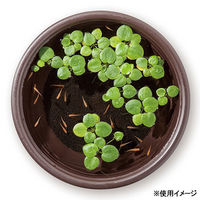 スドー メダカ鉢 黒茶 11号 331729 1個（直送品）