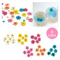 日本紐釦貿易(Nippon Chuko) 日本紐釦貿易 ドライフラワー コデマリ ブルー 約10×10mm 10枚入 KE1301-BL（直送品）