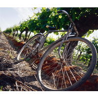 チリ　コノスル ピノ・ノワール ビシクレタ クールレッド 赤ワイン　ミディアムボディ　750ml 1本　スマイル