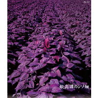 しそ焼酎 鍛高譚 20度 1.8L パック 1本　合同酒精