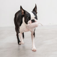 チーズかくれんぼ 1個 犬用 おもちゃ アルクロース