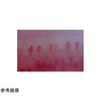 スリーアールソリューション 血流解析ソフト Viewty Eva 3R-SVE01 1個 65-9133-61（直送品）