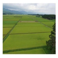 栃木なすひかり 5kg 1袋 無洗米 令和5年産 米 お米