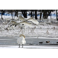 白龍酒造 [冷蔵] チル酒 白龍 吟醸 生酒 日本酒 300ml×6本 4977042254516 6本（直送品）