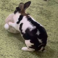 たれ耳ちゃんのうさけつボール ウサギ用 1個 ドギーマン うさぎ おもちゃ