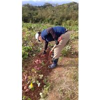 大島酒造 吟醸芋焼酎 磨き大島 23度 720ml 1本 芋焼酎