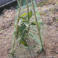 日本マタイ ふわっと蝶鳥 2×20m HC02832 1枚