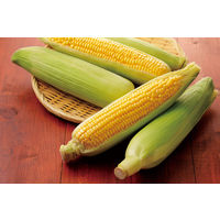 小谷穀粉 国産とうもろこし茶ティーバッグ 1袋（8バッグ入）【ノンカフェイン・水出し・お湯出し・三角バッグ】