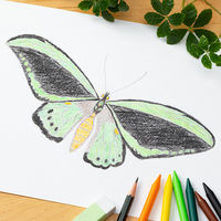 サクラクレパス クーピーペンシル12色セット 缶入り 1パック  色鉛筆　FY12