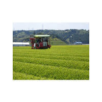 大井川茶園 茶工場のまかない緑茶 1セット（320g×3袋）