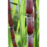 ベキャンセ　カソナード　093102　1袋（750g）　きび砂糖