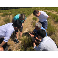 開陽 オーガニックグリーンルイボスティティーバック UL002 1袋(25バッグ入)