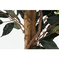 不二貿易 観葉植物 フィカス 1124 A 52662 1台