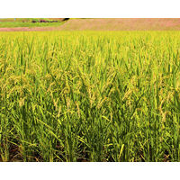 パックごはん　日本のごはん　48食　越後製菓　 包装米飯　米加工品