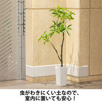 【用土】 室内でも安心！虫がわきにくい観葉植物の土  1袋（5L入） オリジナル