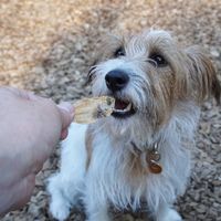 海鮮堂 干し小鮃 無添加 15g 1袋 F＆Bell 犬用 猫用 おやつ