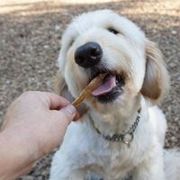 海鮮堂 干し糸撚鯛 無添加 15g 1袋 F＆Bell 犬用 猫用 おやつ