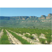 【アウトレット】国太楼 オーガニックルイボスティー 1袋（111バッグ入）