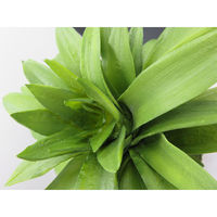 【食品サンプル】 果物専科 パイナップル 3036 日本サンプル 1個（直送品）