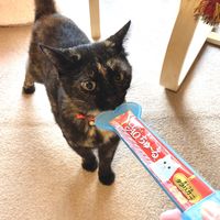 いなば CIAO チャオ ちゅーる 猫 まぐろ＆タラバガニ 国産（14g×4本）10袋 ちゅ～る キャットフード 猫用 おやつ