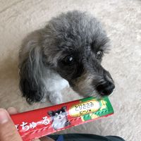 いなば ちゅーる 犬 とりささみ ビーフ入り  総合栄養食 国産（14g×4本）6袋 ちゅ～る ドッグフード 犬用 ウェット おやつ