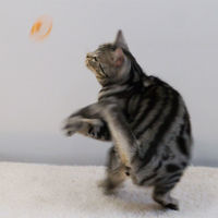 キャティーマン じゃれ猫 にゃんコプター 3個 ドギーマンハヤシ 猫用 おもちゃ