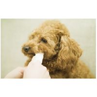 エブリデント 犬猫用 シートde歯みがき ミルク風味 国産 35枚入 アース・ペット