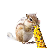 小動物のかじっておいしい ミニコーン 小動物 200g 6袋 ドギーマン