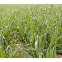 ファイン　大麦若葉100%ファミリーパック　330g　青汁