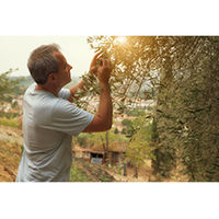 日清オイリオ ボスコ エキストラバージンオリーブオイル1セット(456g×3本)